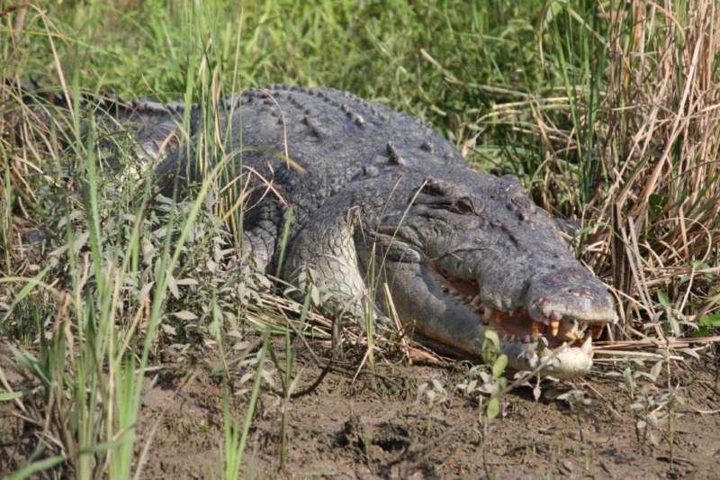 Hidden-Valley-Holiday-Park-Berrimah-Crocodile-Tours