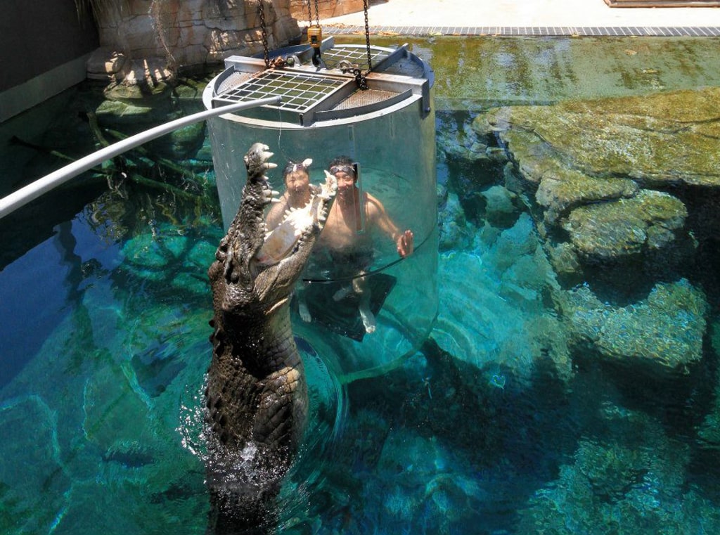 Hidden-Valley-Holiday-Park-Berrimah-easternmarket_cage-feeding